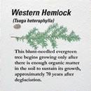 Western hemlock.
