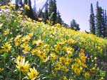 Thumbnail Oneflower Helianthella wallpaper.