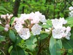 Thumbnail mountain laurel wallpaper.