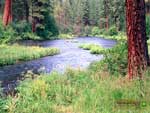 Thumbnail Metolius River wallpaper.