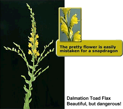 Dalmation Toadflax with inset a snapdragon. The pretty flower is easily mistaken for a snapdragon. Beautiful but dangerous!