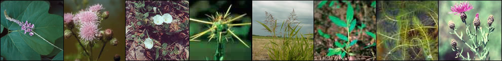 Strip of invasive plants images.