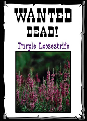Wanted Dead - Purple Loosestrife poster.