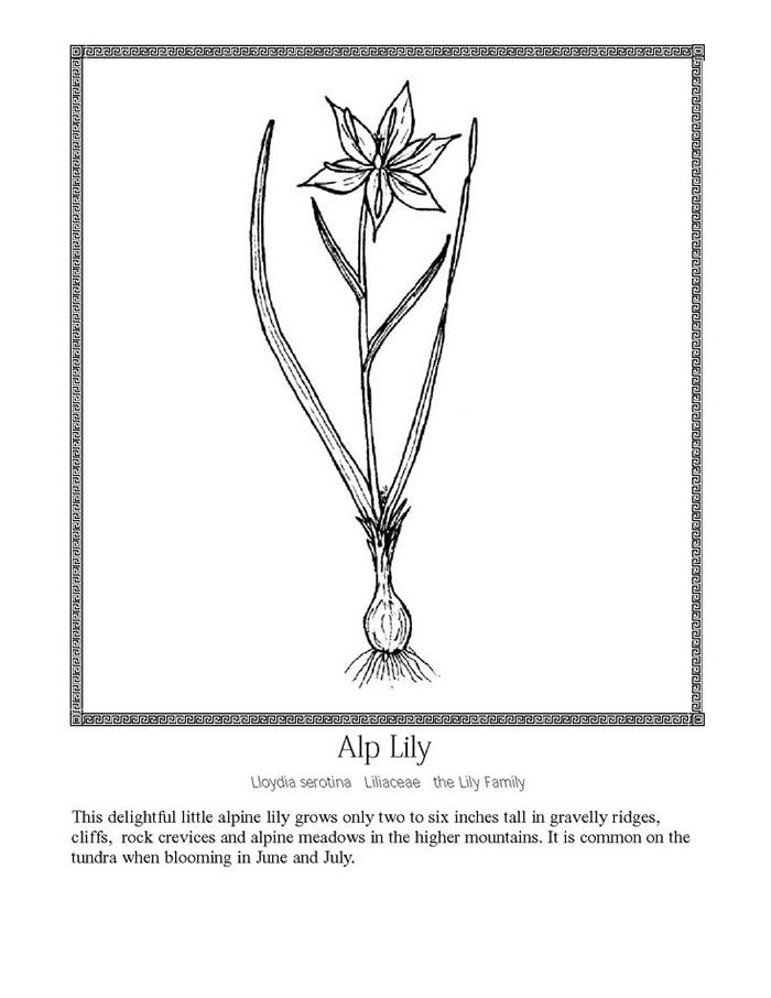 Alp lily