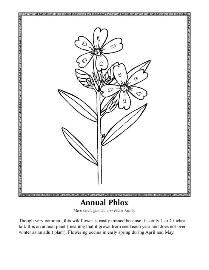 annual phlox