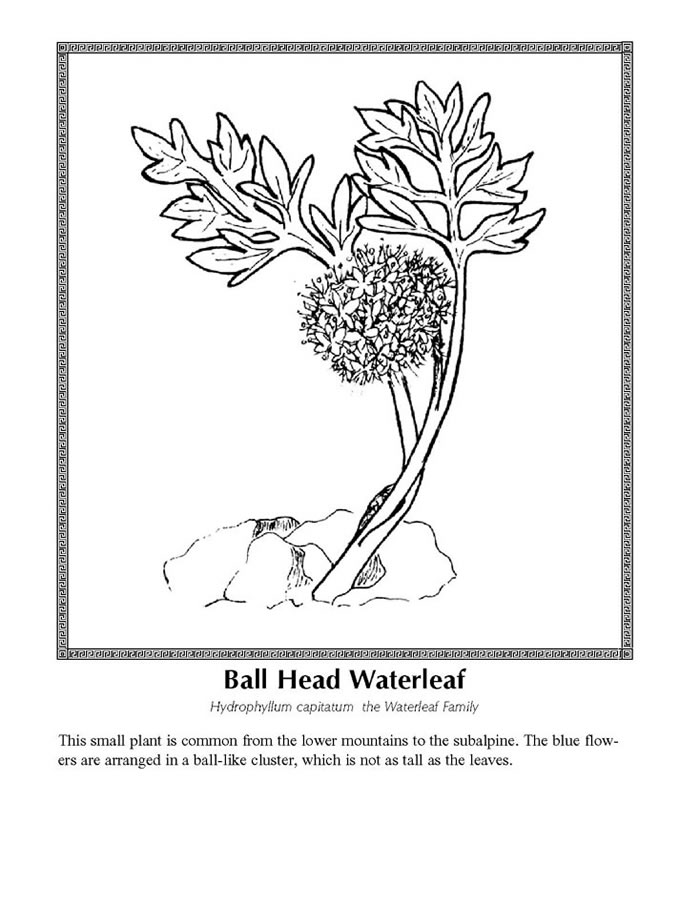 ball head waterleaf