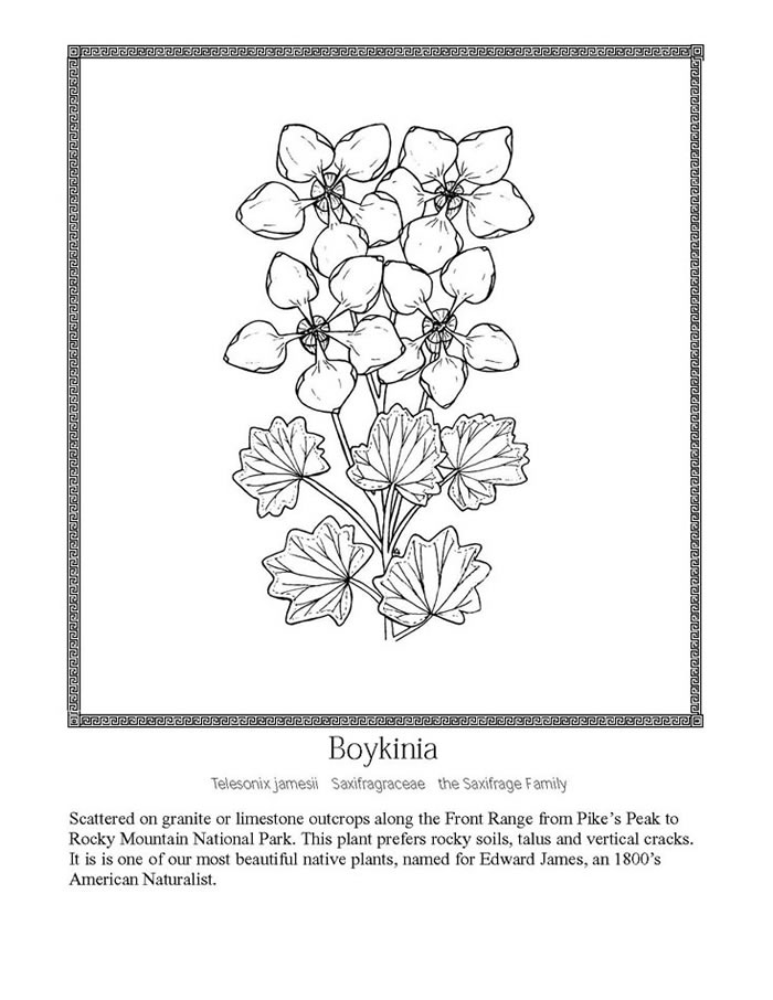 boykinia