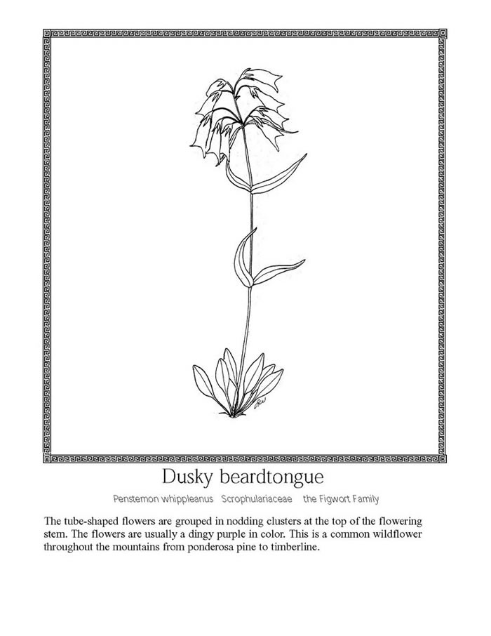 dusky beardtongue