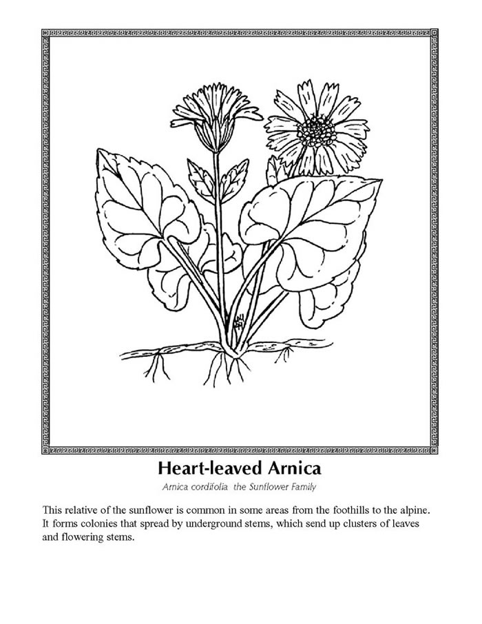 heart-leaved arnica