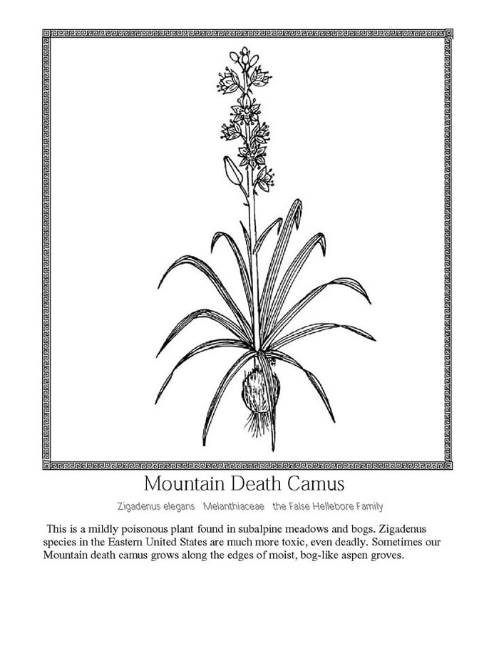 mountain death camus