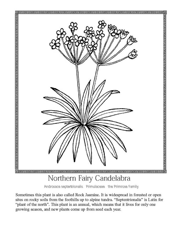 northern fairy candelabra