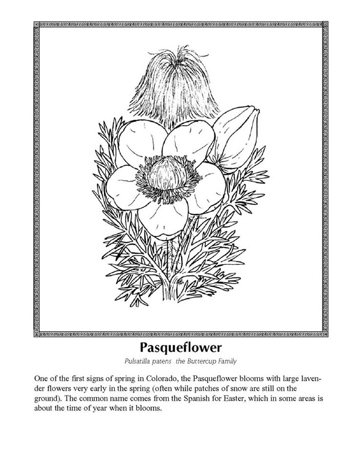 Pasqueflower