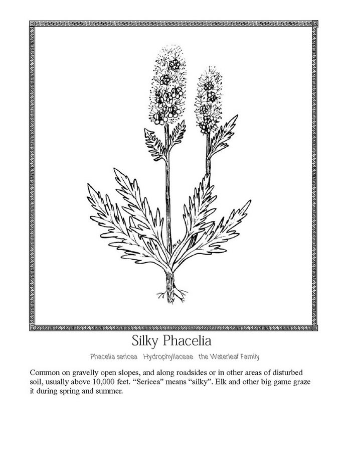 silky phacelia