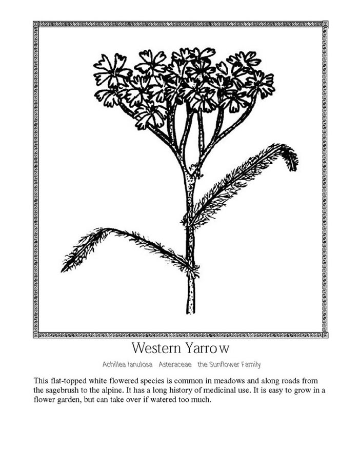 western yarrow