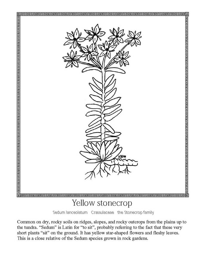 yellow stonecrop