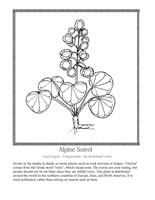 Alpine Sorrel