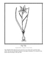Alp Lily