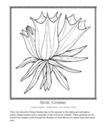 arctic gentian
