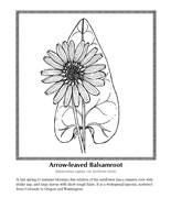 arrowleaved balsamroot