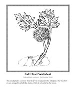 ball head waterleaf