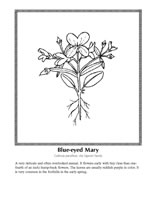 blue-eyed Mary