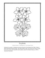 Boykinia