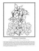 Colorado columbine