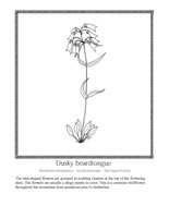 dusky beardtougue
