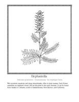 elephantella