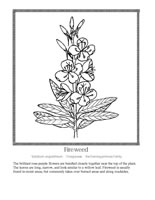 fireweed
