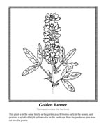 golden banner
