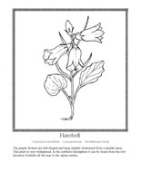 harebell