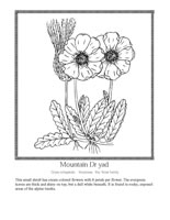 Mountain dryad