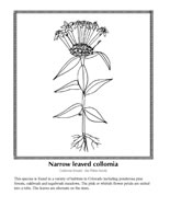 narrow leaved collomia