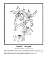 Nuttal's larkspur
