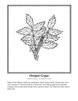 Oregon grape