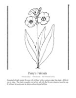 Parry's primula