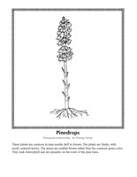 pinedrops