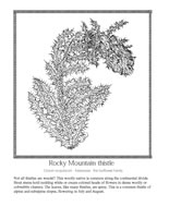 Rocky Mountain thistle
