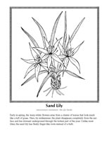 sand lily