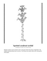 spotted coralroot orchid