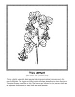 wax currant