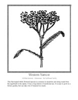 western yarrow