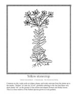 yellow stonecrop