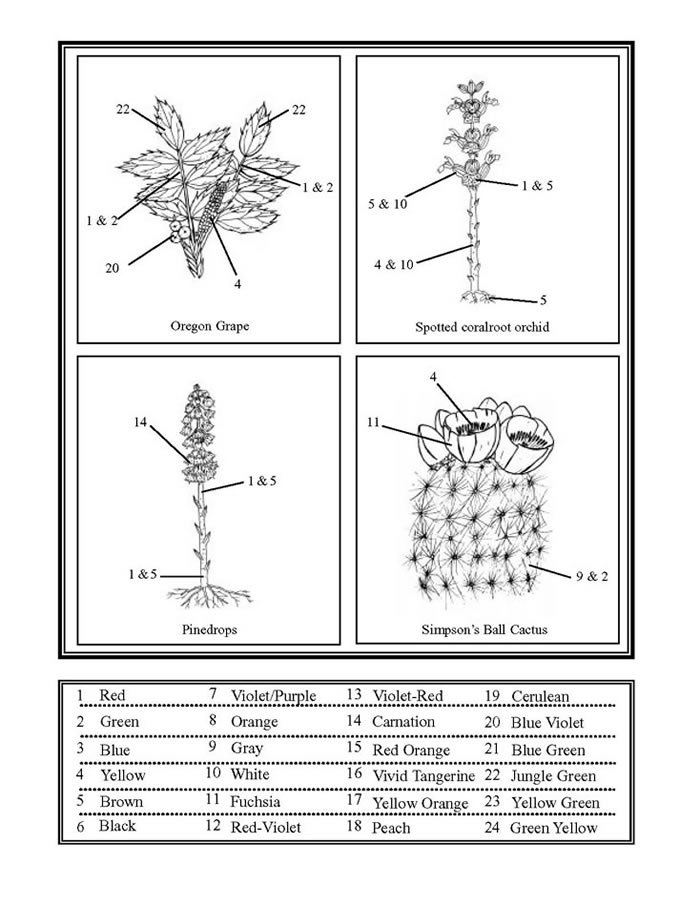 Color of Flowers sheet