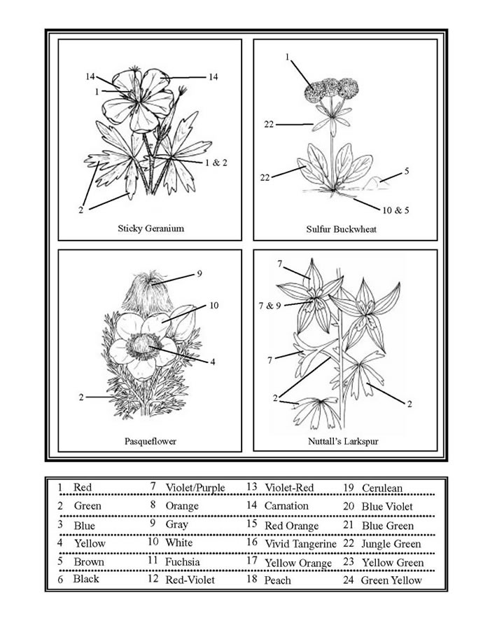 Color of Flowers sheet