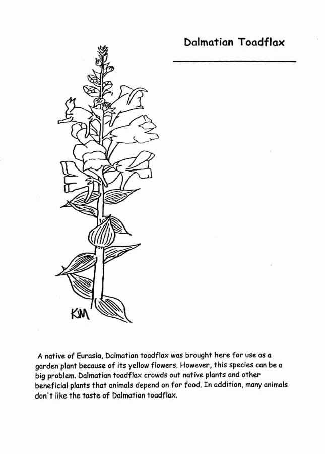 dalmation toad flax