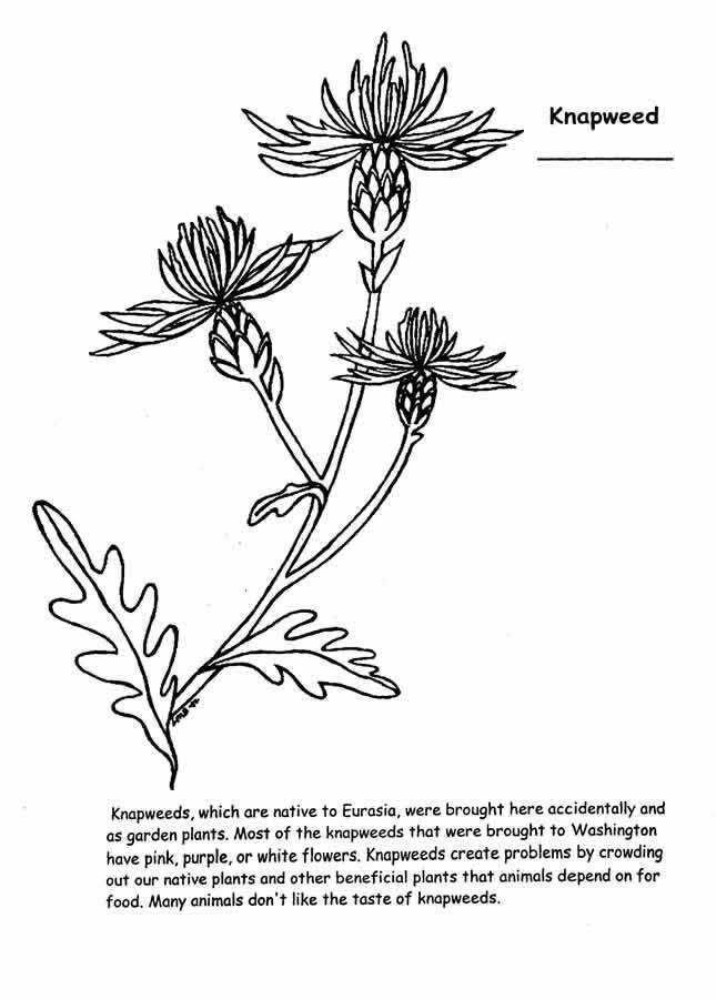 knapweed