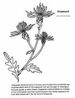 knapweed