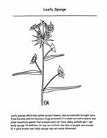 leafy spurge